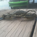 Chesapeake Blue Crab