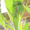 Common Crow Caterpillar