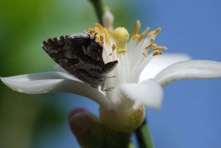 Farfalla golosa di gianni bia