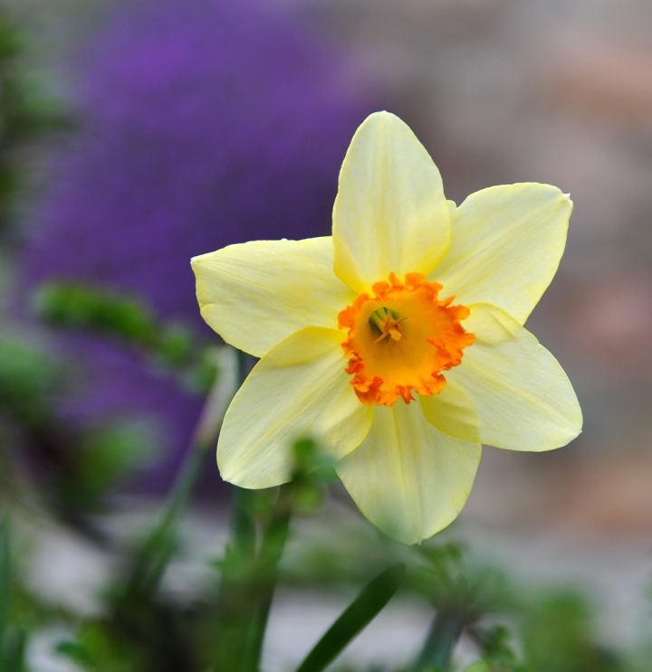 La primavera saluta di Renato64