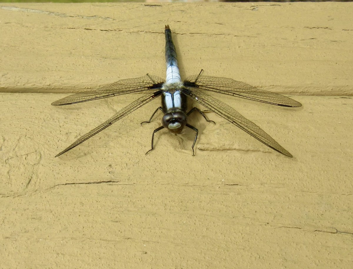 Chalk-fronted Corporal