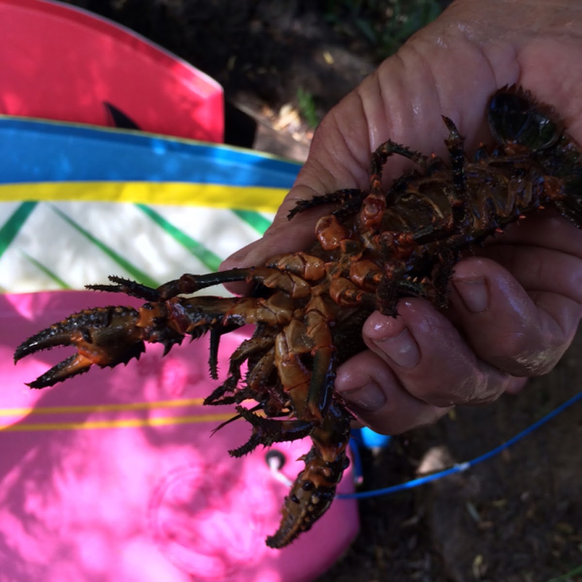 Spiny freshwater yabby