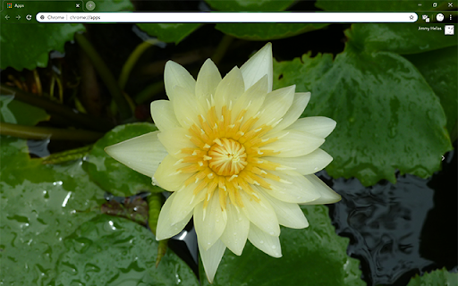 Yellow Lotus Flower