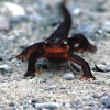 California Newt