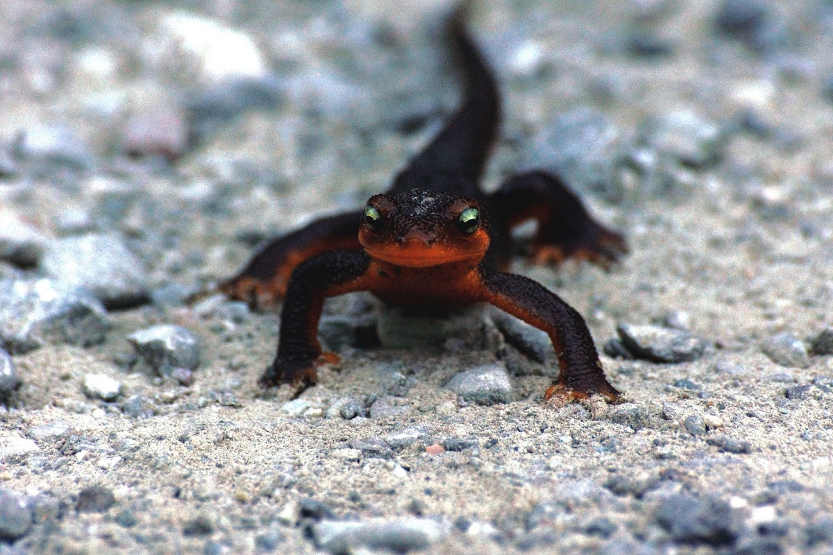 California Newt