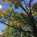 Sugar Maple