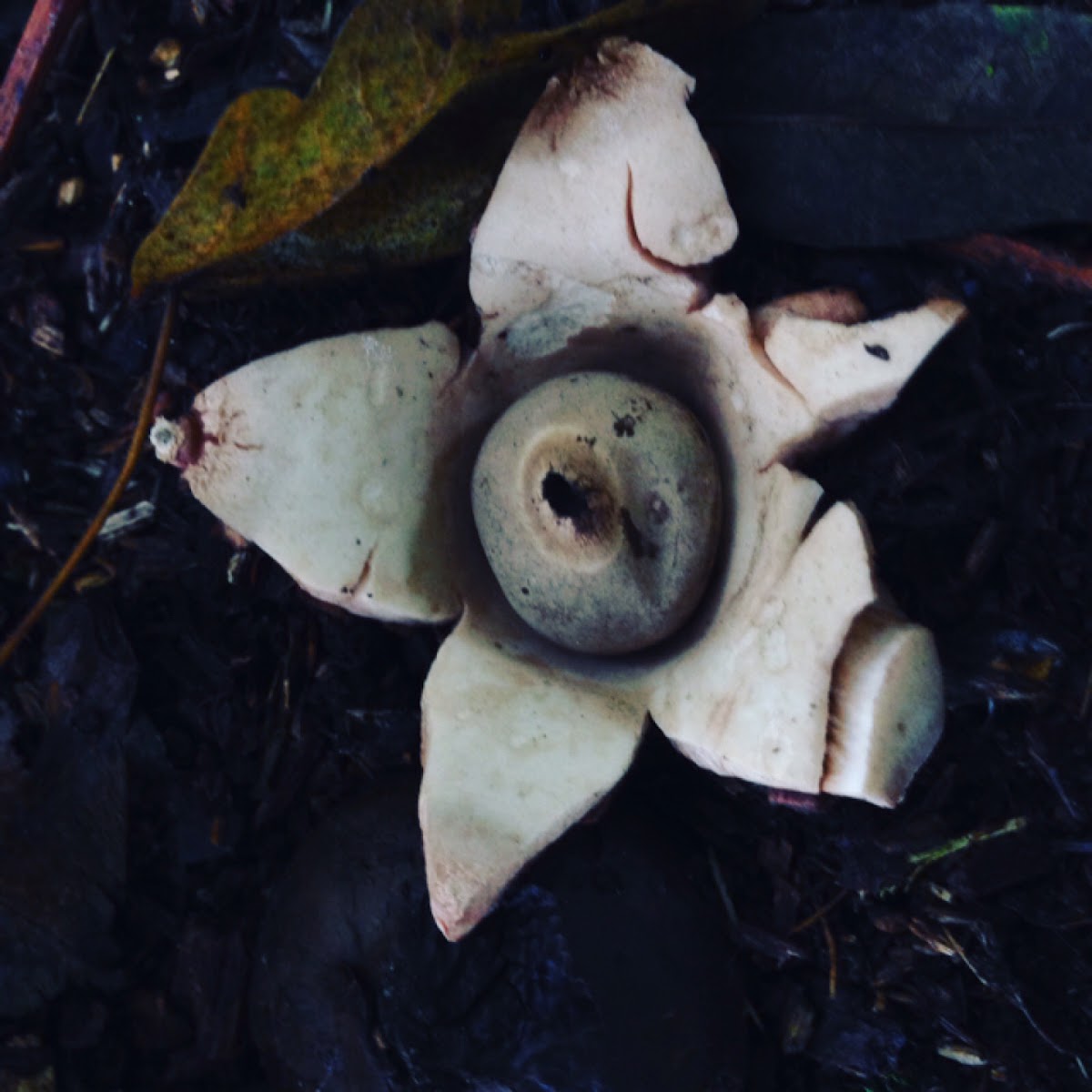 Earth Star