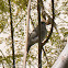 Blackcap; Curruca Capirotada