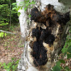 Chaga, polypore oblique