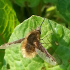 Large Bee-fly