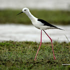 Black-winged stilt