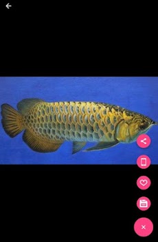 アロワナの魚の3dの壁紙 Androidアプリ Applion