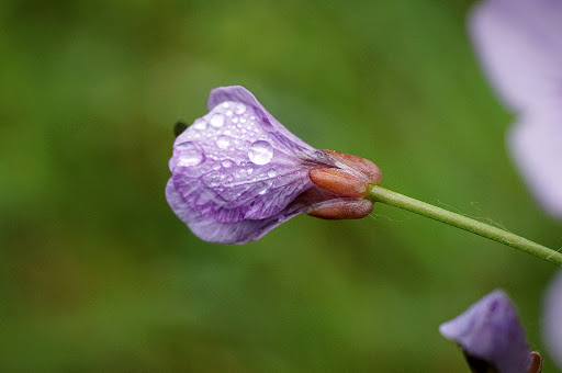 Cardamine pratensis