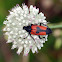 Flower Longhorn Beetle