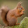 Cute Squirrel HD Wallpaper New Tab