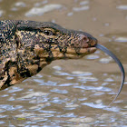 SRI LANKA WATER MONITOR LIZARD