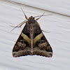 Melipotis Moth