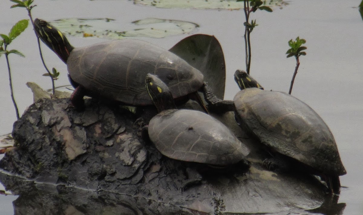 Eastern Painted Turtle