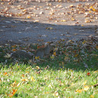 Eastern Gray Squirrel