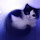 Cute Cats Wallpapers and New Tab