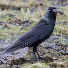 Jackdaw