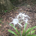 Spider lily