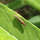 Candy-striped leafhopper