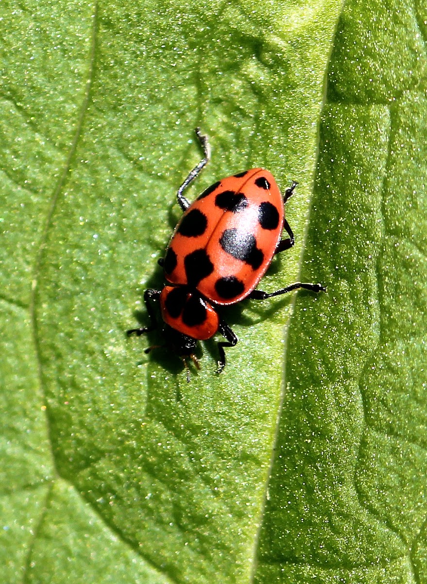 Spotted Lady Beetle