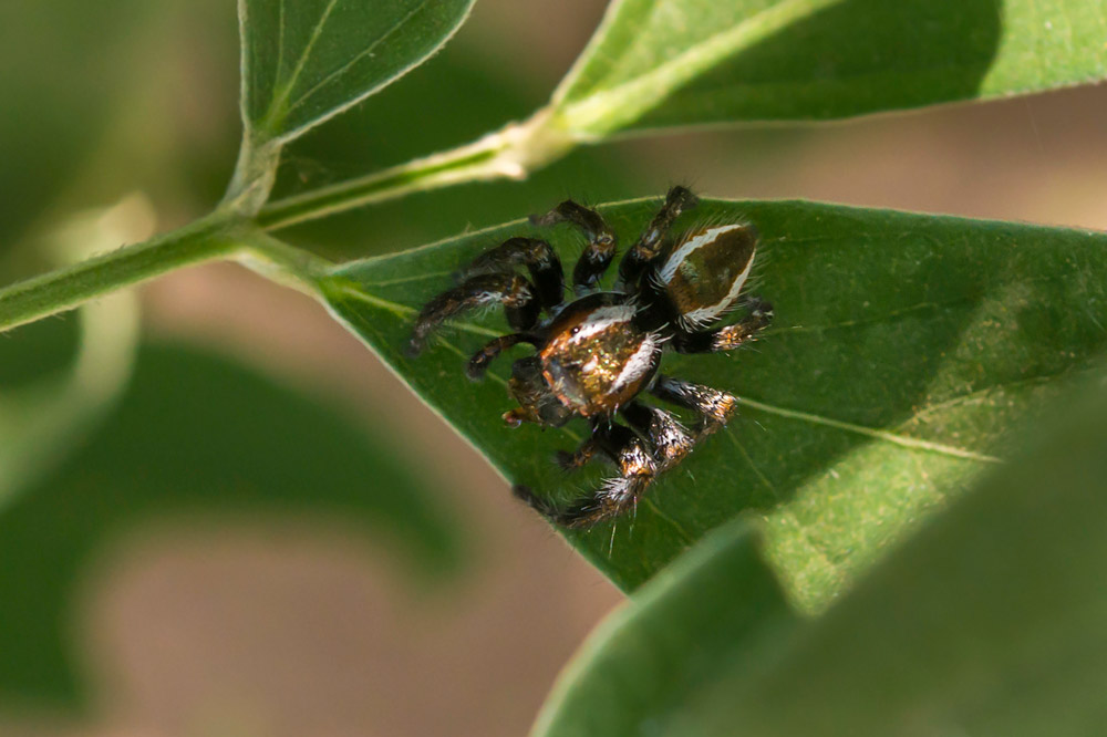 Jumping Spider