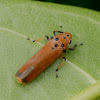 Black-tipped Leaf Hopper