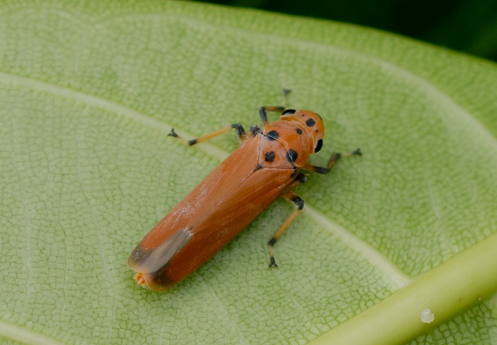 Black-tipped Leaf Hopper