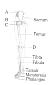 Appendicular Skeleton