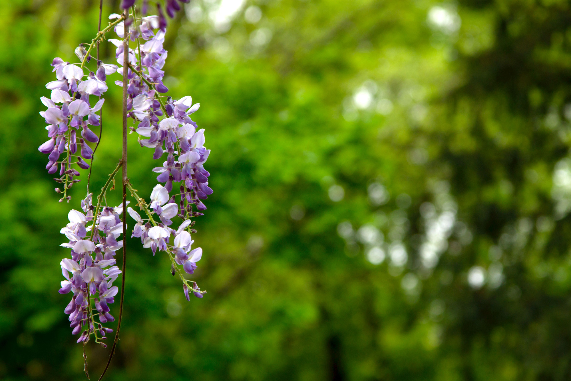 Il ritorno della Primavera di marcodesi