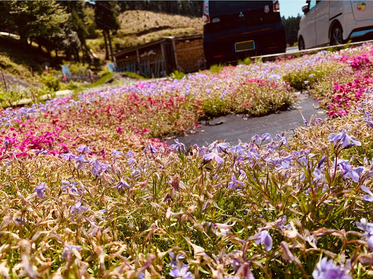 eKカスタムの芝桜見にふら〜っとドライブ💨・西粟倉に関するカスタム事例の投稿画像1枚目