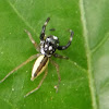 Multi-Coloured Phintella, ♂