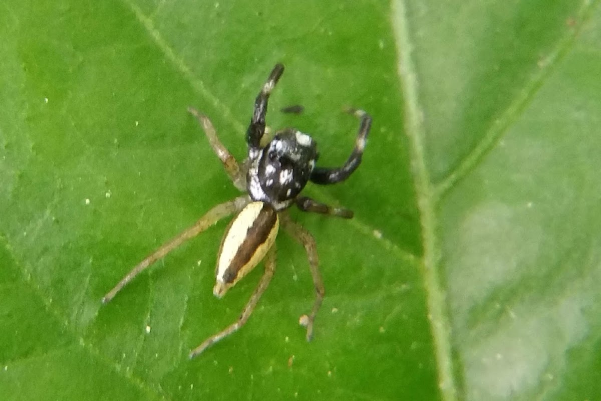 Multi-Coloured Phintella, ♂