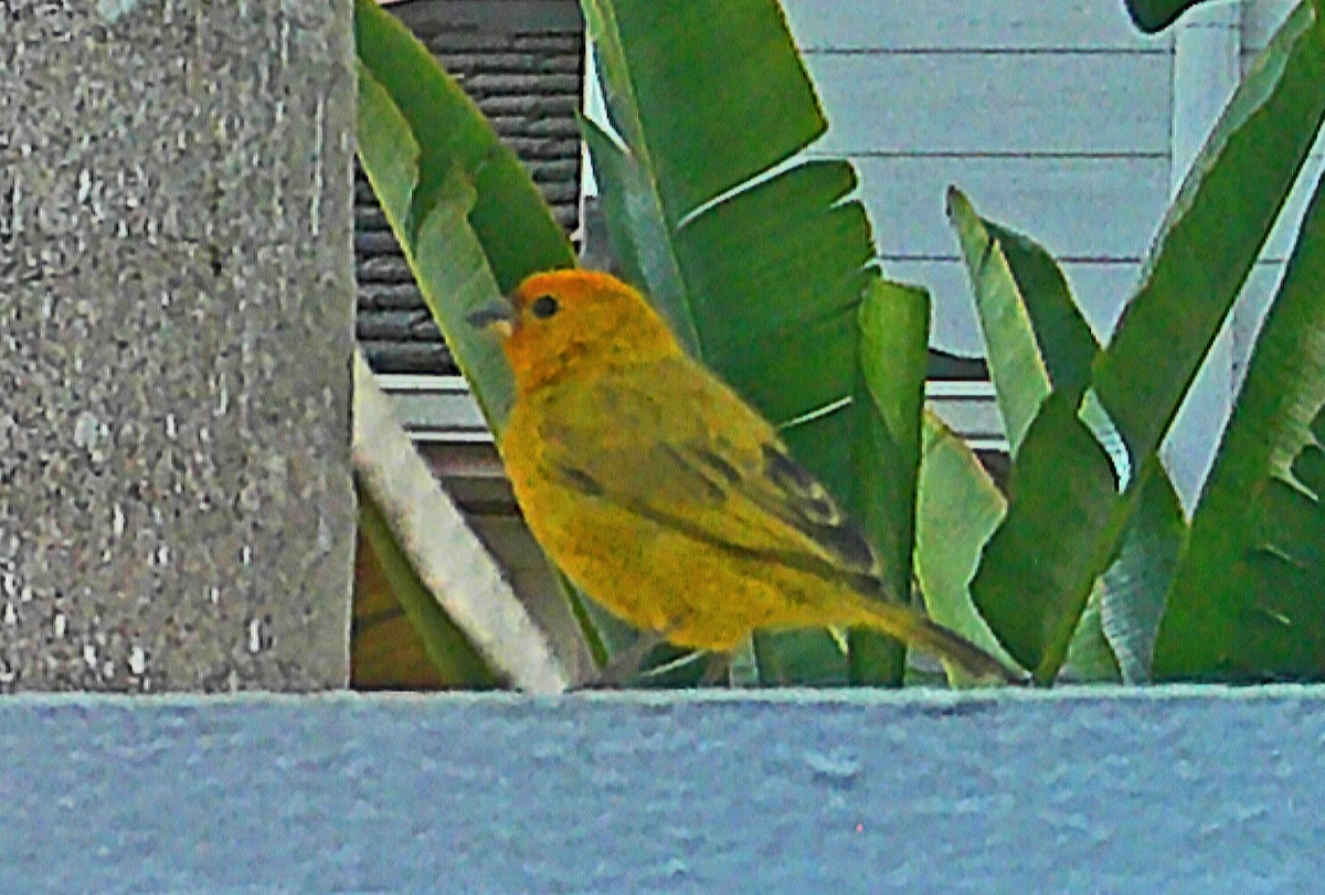 Saffron finch