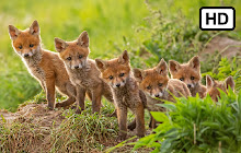 My Baby Cubs - Cute Wild Cub HD Wallpapers small promo image