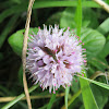 Water Mint