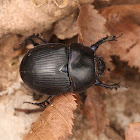 Earth-boring Scarab Beetles