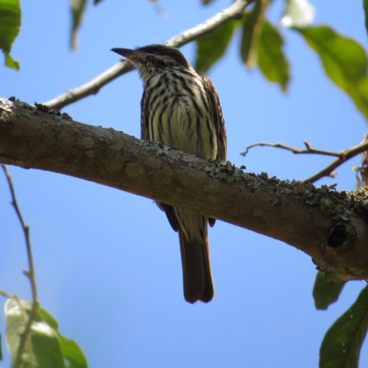 Streaked flycatcher