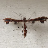 Plume Moth