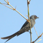 Ashy Drongo