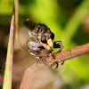 Robber Fly