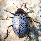 Pleasing Fungus Beetle