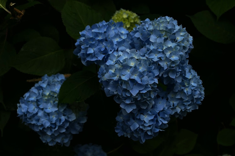 N-WGN カスタムの岡山・あじさいロード・たけべの森公園・アジサイ・紫陽花に関するカスタム事例の投稿画像11枚目