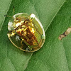 Golden tortoise beetle