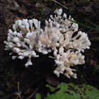 Corral fungus