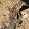 Yellow throated Side Blotched Lizard