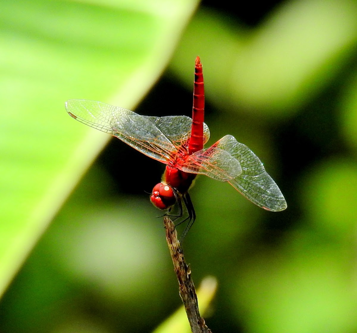 Common scarlet-darter